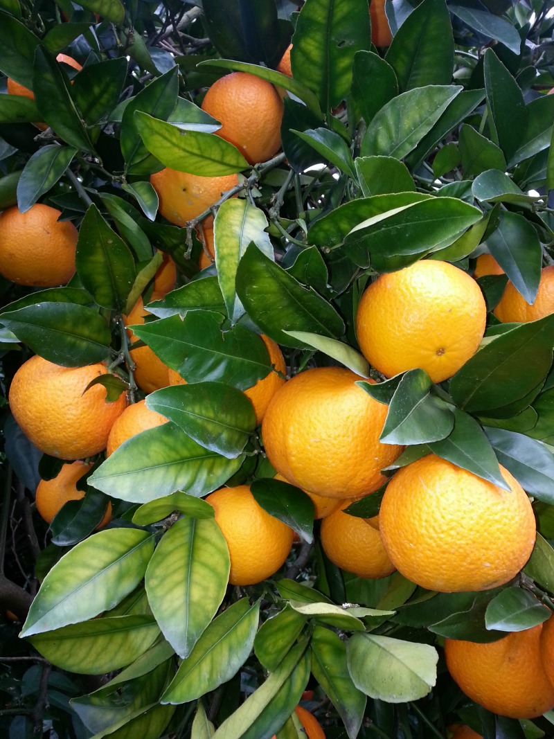 オレンジ 栄養 ネーブル 『バレンシアオレンジ』と『ネーブルオレンジ』の違い！栄養価で優れているのは？